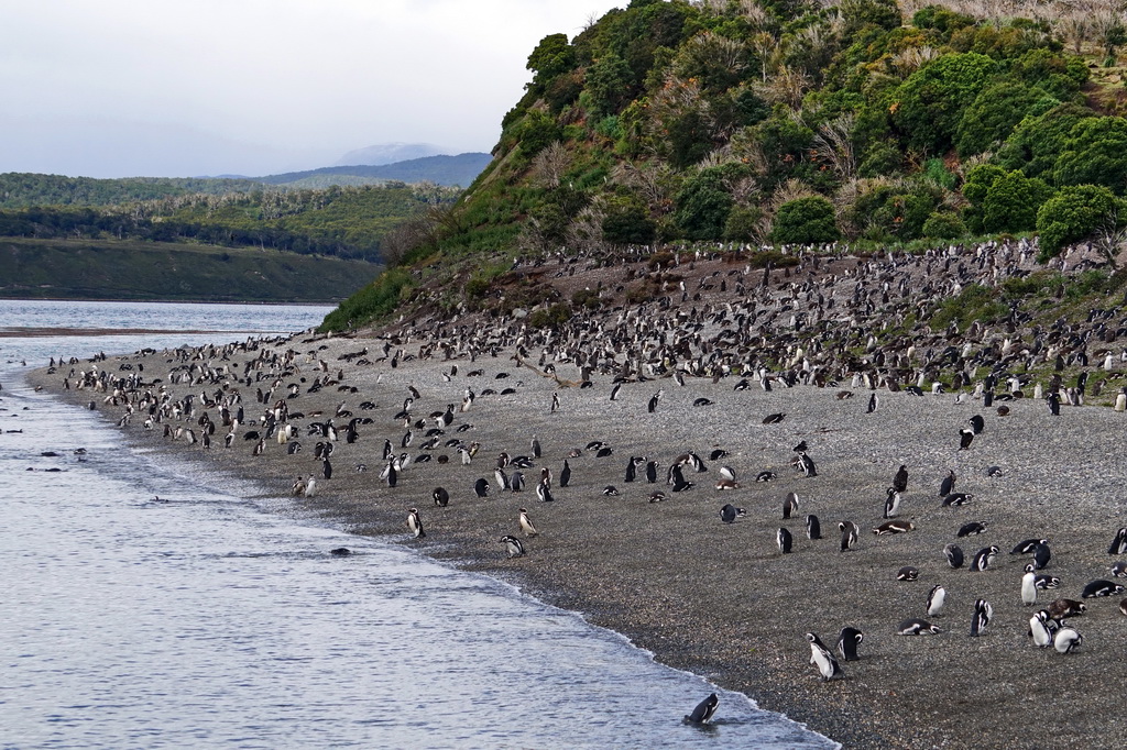 Пінгвіни на острові Мартільо, Вогняна Земля