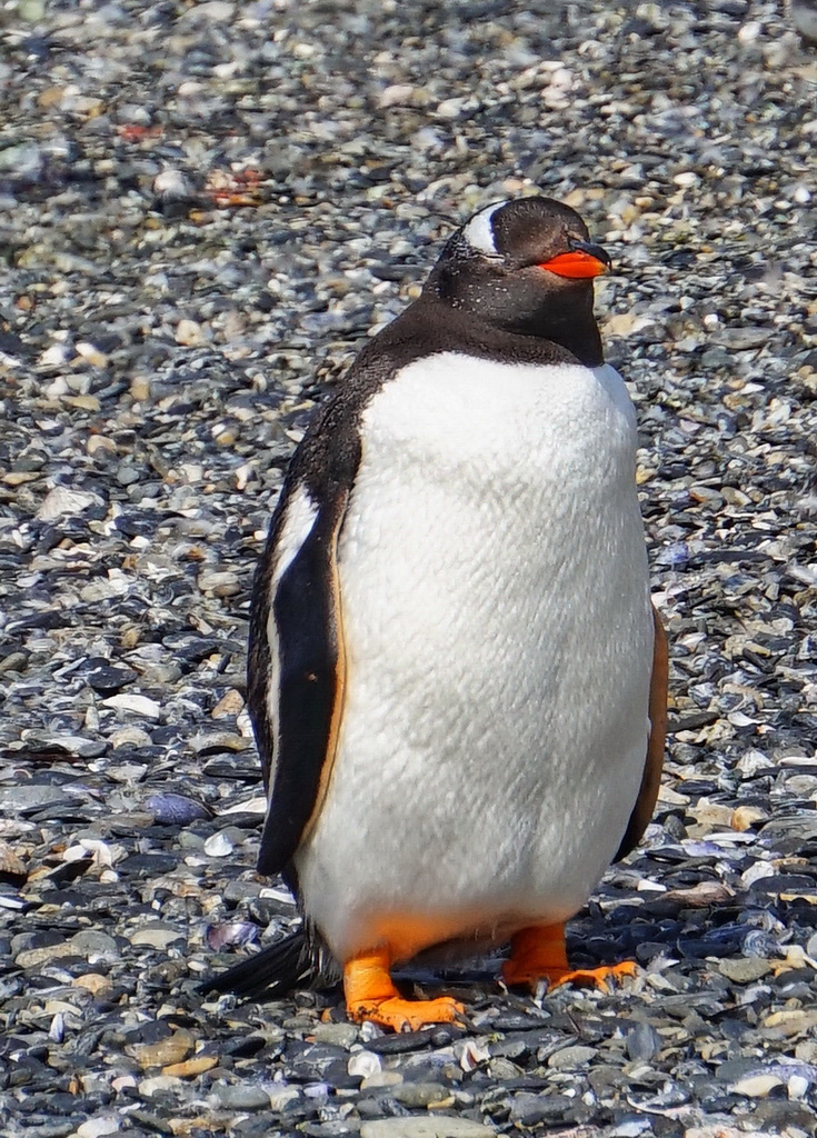 Імператорський пінгвін на острові Мартільо, Вогняна Земля
