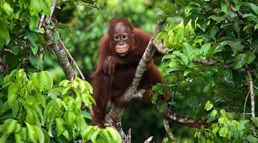 Орангутанг в джунглях Борнео