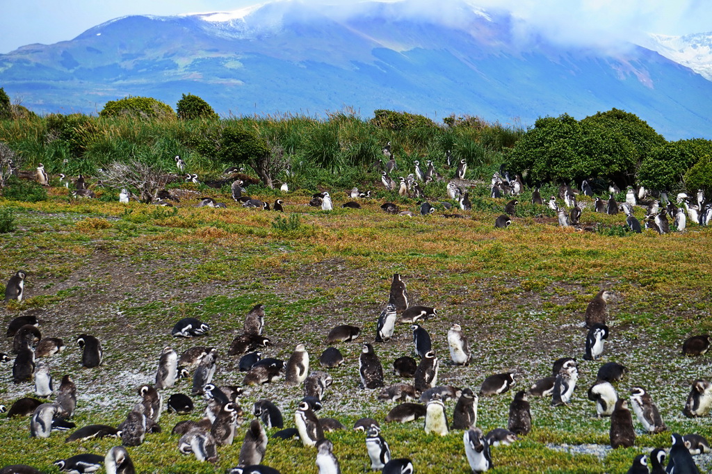 Магелланові пінгвіни на острові Мартільо, Вогняна Земля