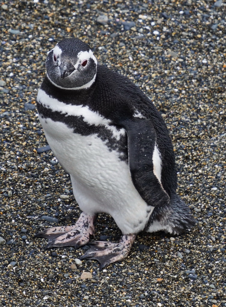 Магеллановий пінгвін на острові Мартільо, Вогняна Земля