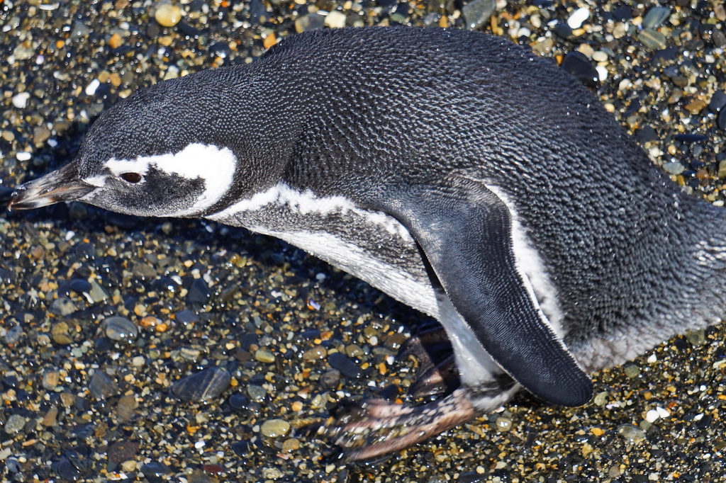 Магеллановий пінгвін на острові Мартільо, Вогняна Земля