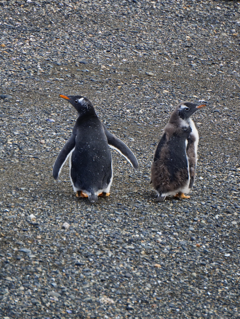 Субантарктичні пінгвіни на острові Мартільо, Вогняна Земля