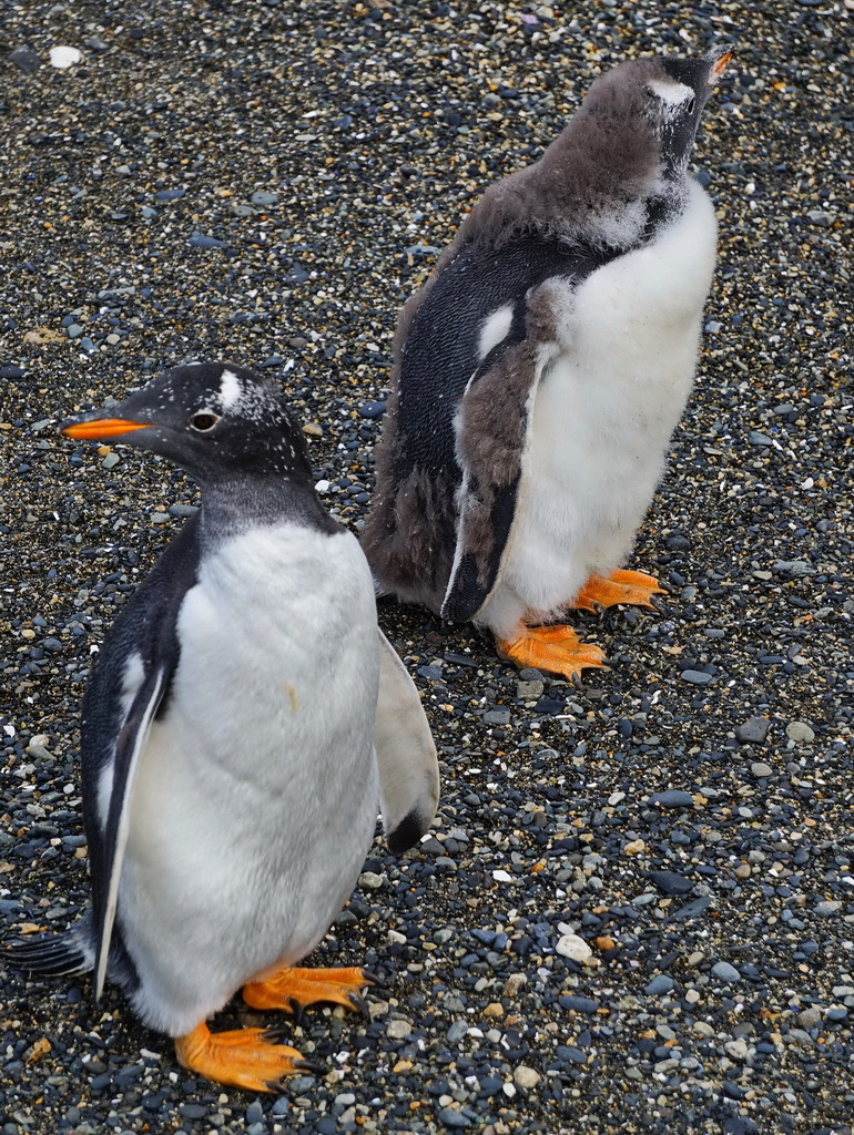 Субантарктичні пінгвіни на острові Мартільо, Вогняна Земля