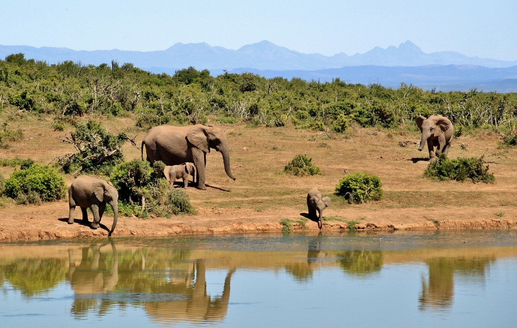 Слони в національному парку Хванге (Зімбабве)