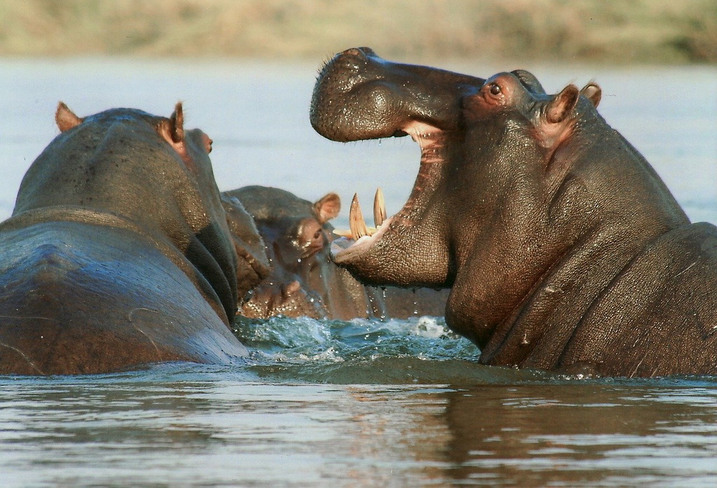 Бегемоти в Замбезі