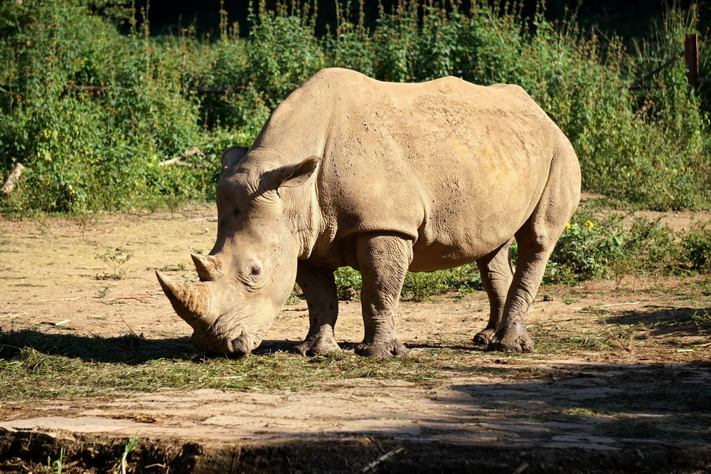Білий носоріг в Уганді