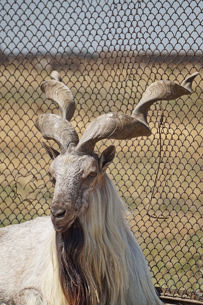 Гірський козел (зоопарк Асканія-Нова)