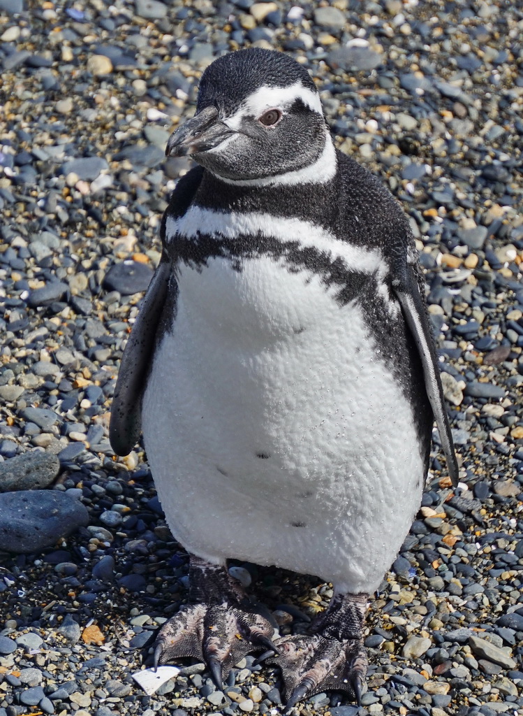 Магелланові пінгвіни на острові Мартільо, Вогняна Земля