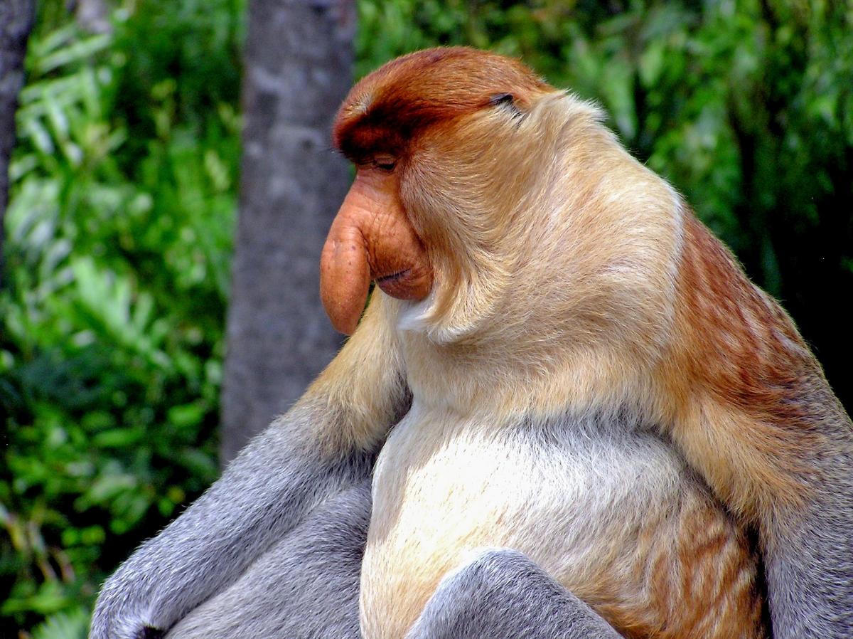 Мавпи-носачі на острові Борнео