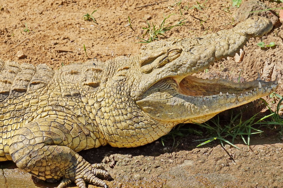 Нильський крокодил в Уганді