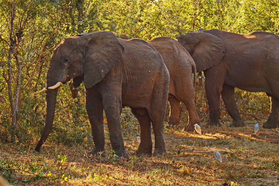 Слони у містечку Вікторія Фоллз (Зімбабве)