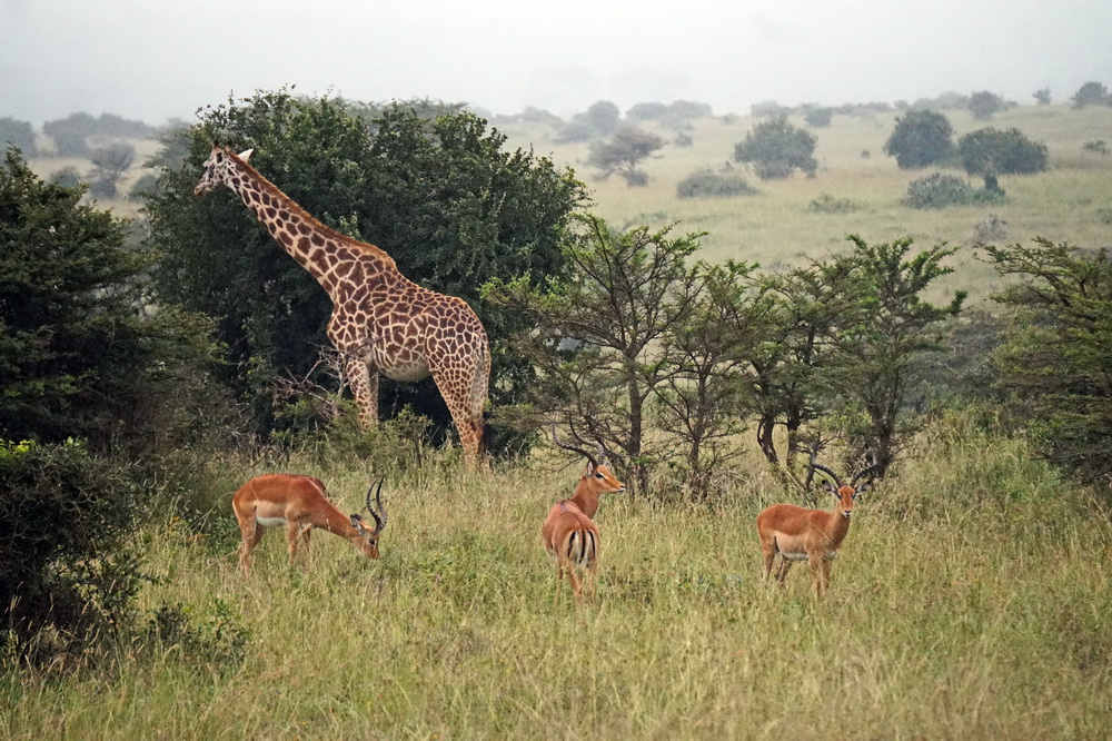 Жираф і антилопи в національному парку Найробі (Кенія)