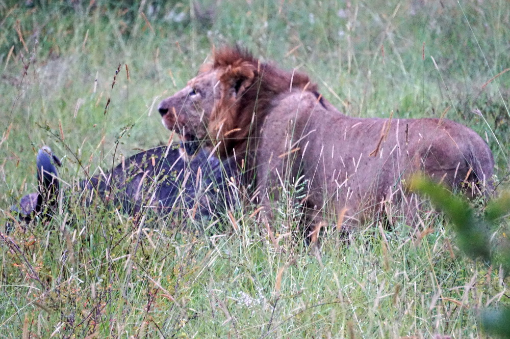 Завдяки гіду-водію ми побачили, як лев зловив буйвола