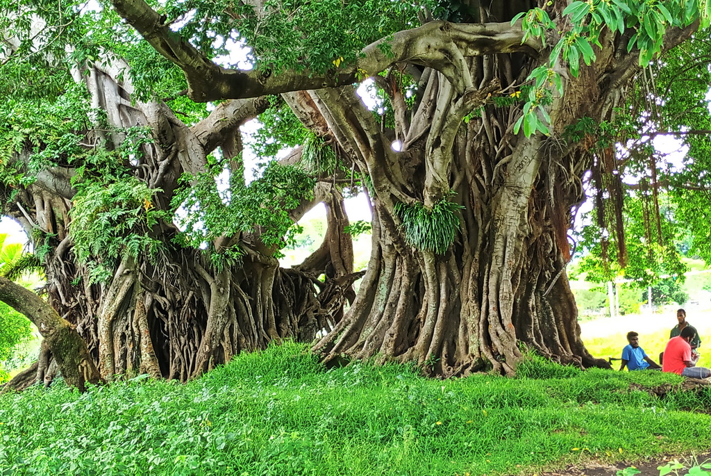 Баньянові дерева на острові Танна
