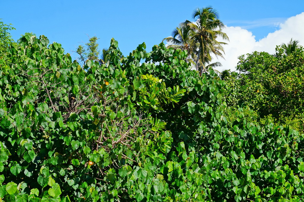 Джунглі острова 'Атата (Тонга)